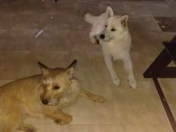Reunited Female Dog last seen Unsure outskirts, Robstown, TX 78380