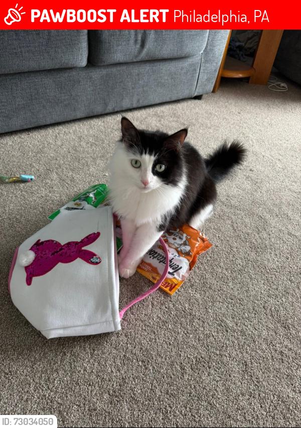 Lost Male Cat last seen Medford and Vinton road in parkwood northeast Philadelphia 19154, Philadelphia, PA 19154