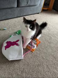 Lost Male Cat last seen Medford and Vinton road in parkwood northeast Philadelphia 19154, Philadelphia, PA 19154
