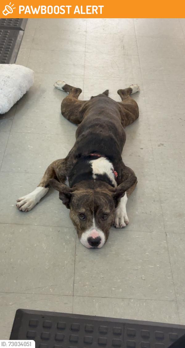Found/Stray Male Dog last seen Northlake Blvd. And SR7, West Palm Beach, FL 33412