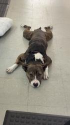 Found/Stray Male Dog last seen Northlake Blvd. And SR7, West Palm Beach, FL 33412