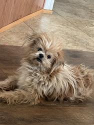 Lost Male Dog last seen Silver creek rd, Azle, TX 76020