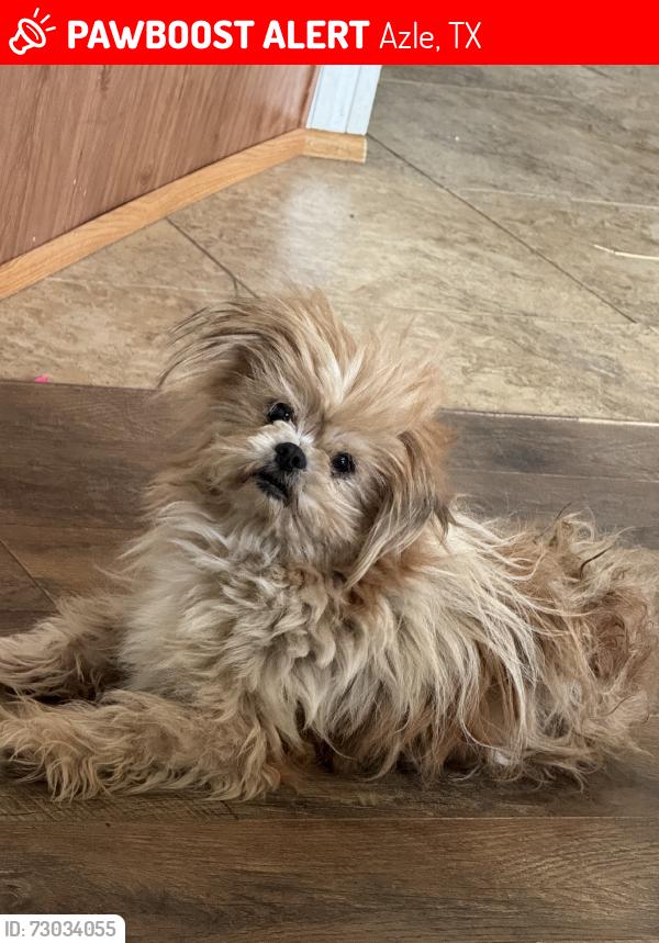 Lost Male Dog last seen Silver creek rd, Azle, TX 76020