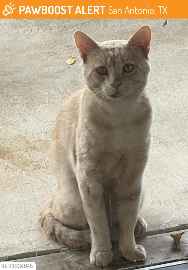 Found/Stray Male Cat last seen Meadowbrook/El Portal (East), Hollywood Park, TX, San Antonio, TX 78232