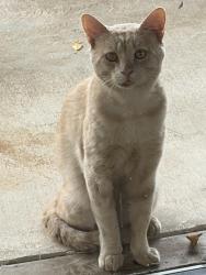 Found/Stray Male Cat last seen Meadowbrook/El Portal (East), Hollywood Park, TX, San Antonio, TX 78232