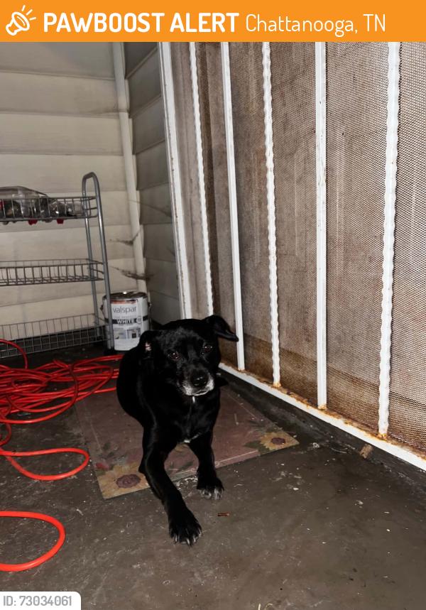 Found/Stray Male Dog last seen Dodson avenue Chattanooga tn, Chattanooga, TN 37406