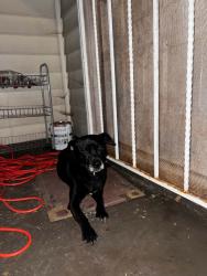 Found/Stray Male Dog last seen Dodson avenue Chattanooga tn, Chattanooga, TN 37406