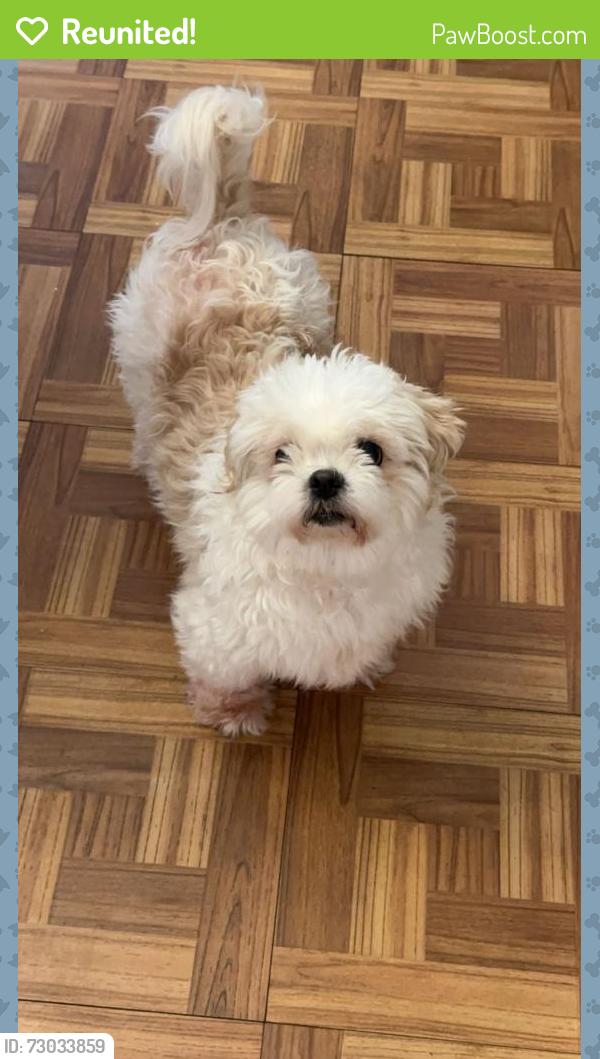 Reunited Female Dog last seen Stark street Wilkes Barre PA, Wilkes-Barre, PA 18702