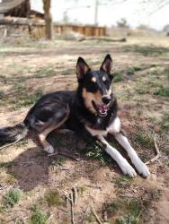 Lost Female Dog last seen Near Navajo and Ramona Avenue, Apple Valley CA, Apple Valley, CA 92307