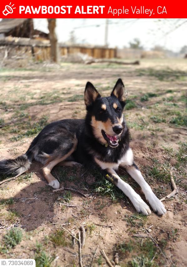 Lost Female Dog last seen Near Navajo and Ramona Avenue, Apple Valley CA, Apple Valley, CA 92307