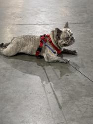 Lost Male Dog last seen Sparling and Hershey st , San Diego, CA 92115
