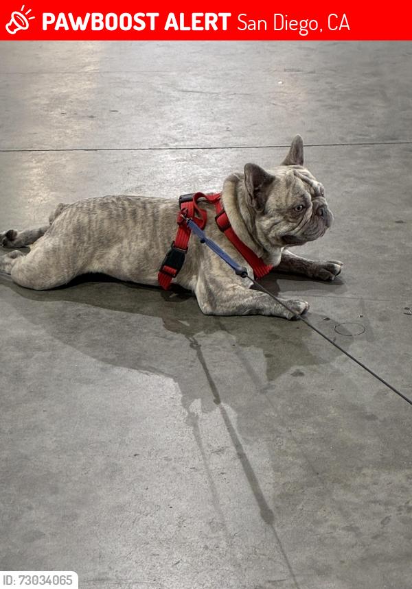 Lost Male Dog last seen Sparling and Hershey st , San Diego, CA 92115