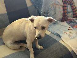 Lost Female Dog last seen Pima Springs and Tom Ryan, Oro Valley, AZ 85755