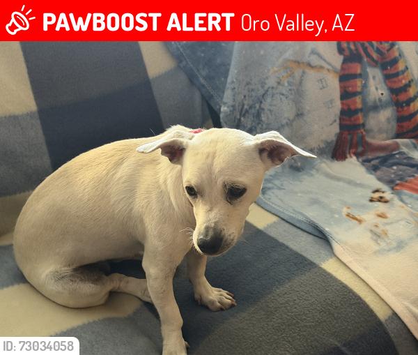 Lost Female Dog last seen Pima Springs and Tom Ryan, Oro Valley, AZ 85755