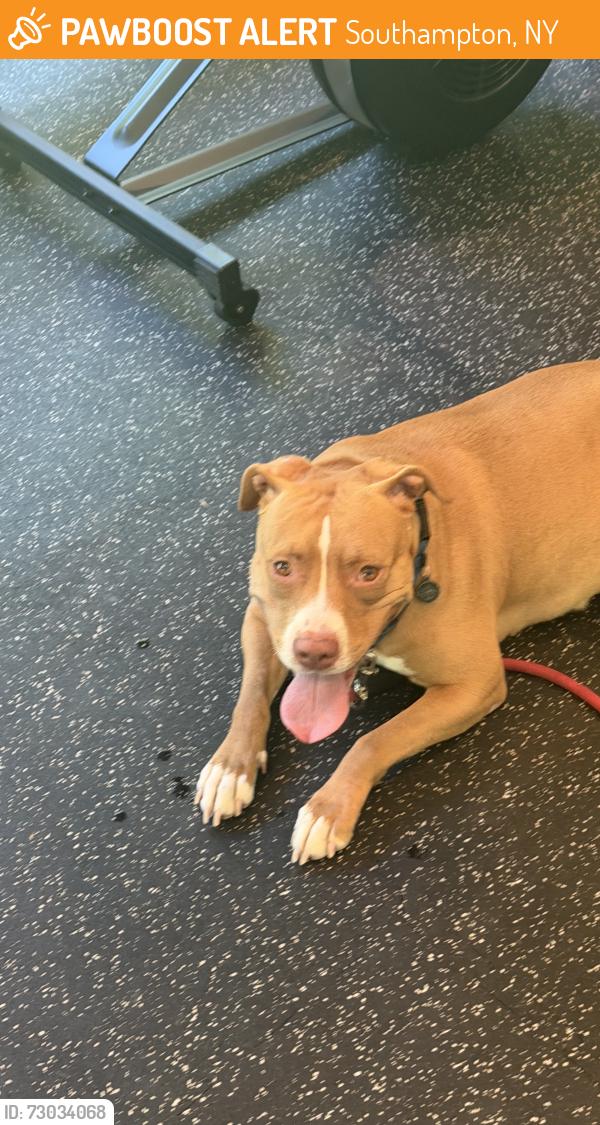 Found/Stray Female Dog last seen Halsey neck, Southampton, NY 11968