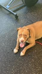 Found/Stray Female Dog last seen Halsey neck, Southampton, NY 11968