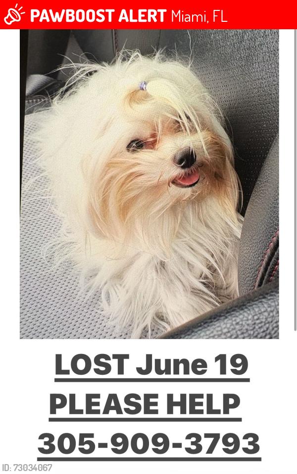 Lost Female Dog last seen Sw 103rd Court and 8th Terrace, Miami, FL 33174