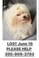 Lost Female Dog last seen Sw 103rd Court and 8th Terrace, Miami, FL 33174