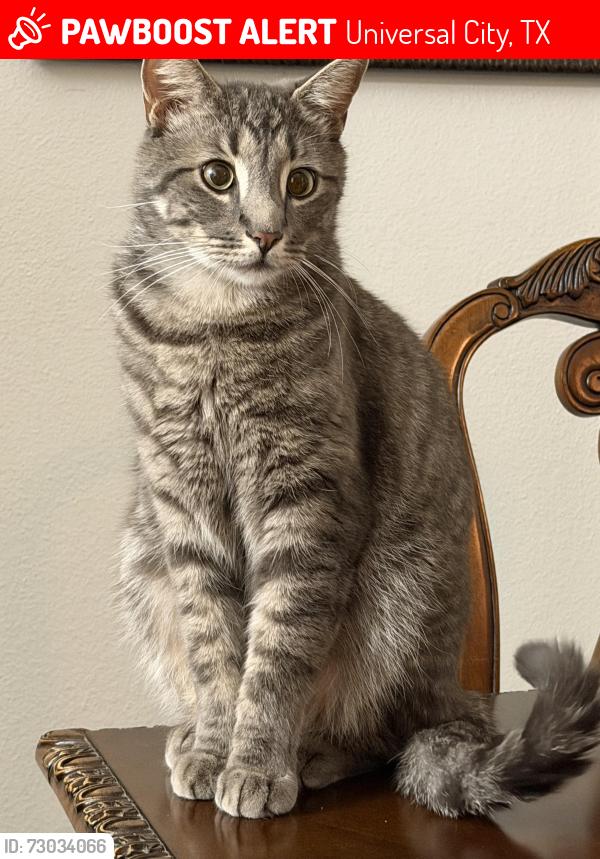 Lost Male Cat last seen Tiguex and forum, Universal City, TX 78148