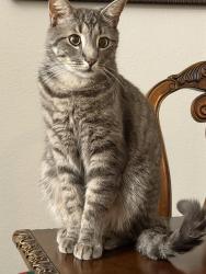 Lost Male Cat last seen Tiguex and forum, Universal City, TX 78148