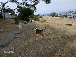 Found/Stray Male Dog last seen Delta McLaren park view, San Francisco, CA 94134