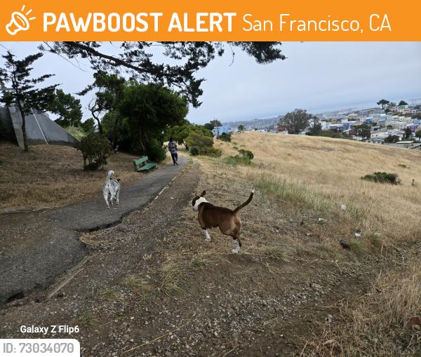 Found/Stray Male Dog last seen Delta McLaren park view, San Francisco, CA 94134
