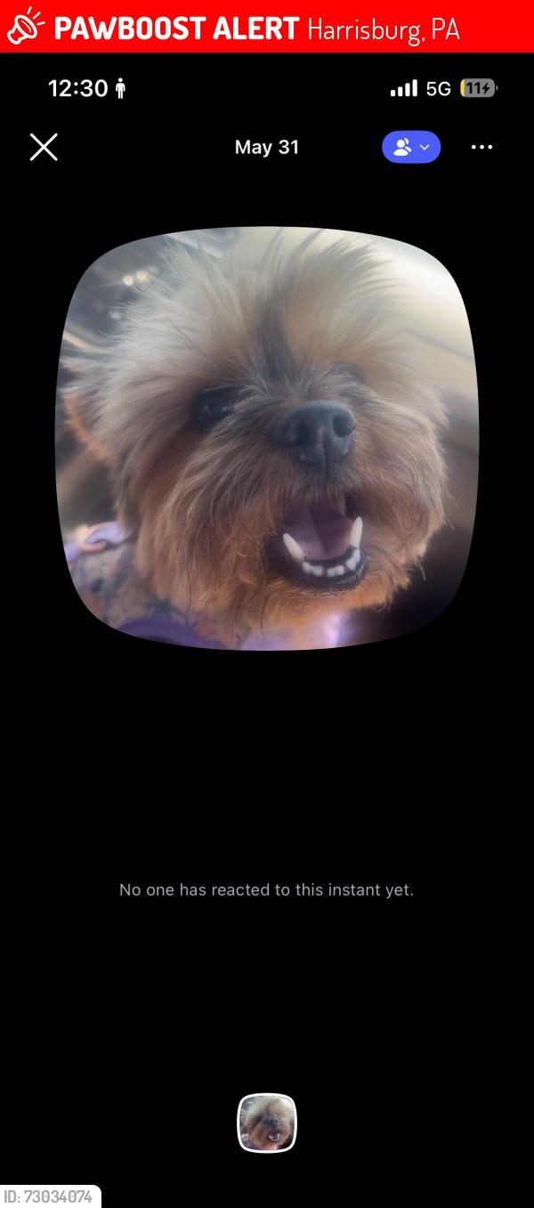 Lost Female Dog last seen union deposit rd, Harrisburg, PA 17111