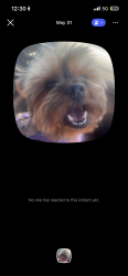 Lost Female Dog last seen union deposit rd, Harrisburg, PA 17111