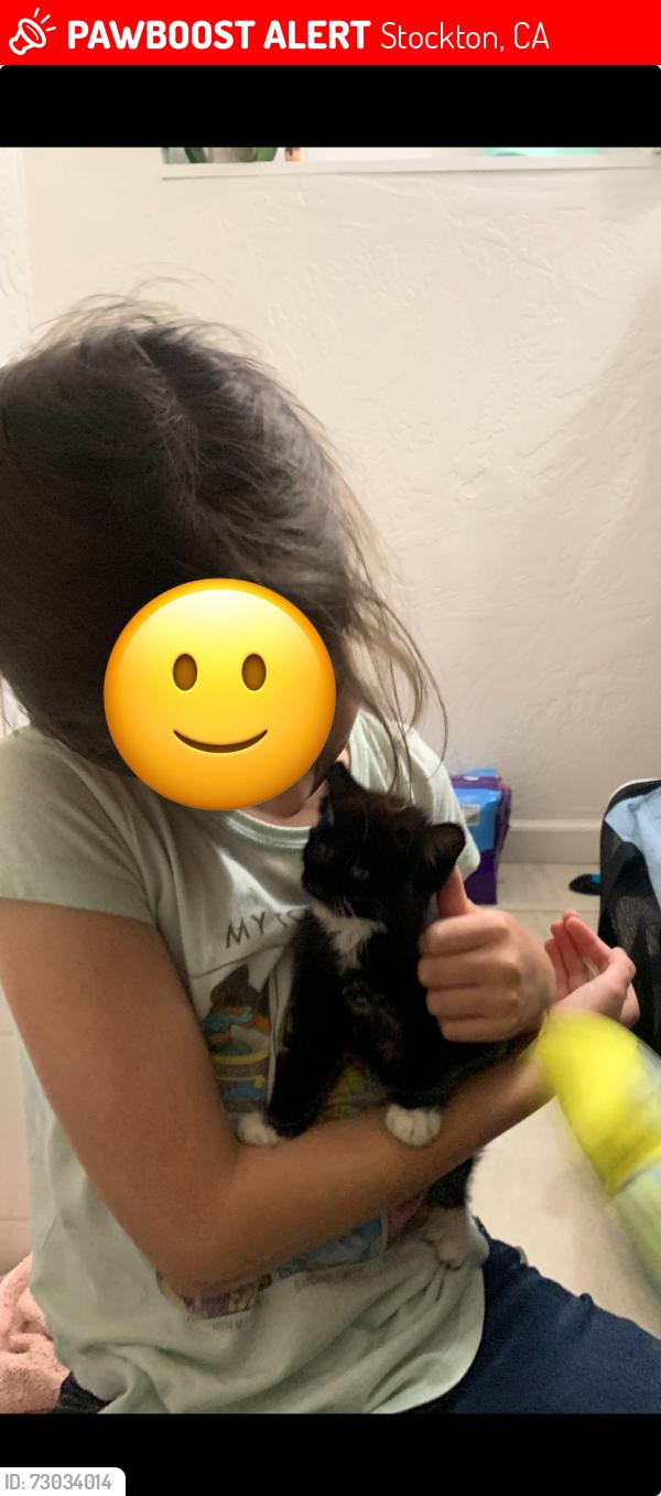 Lost Female Cat last seen San Gabriel Way, Stockton, CA 95209