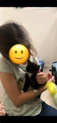 Lost Female Cat last seen San Gabriel Way, Stockton, CA 95209