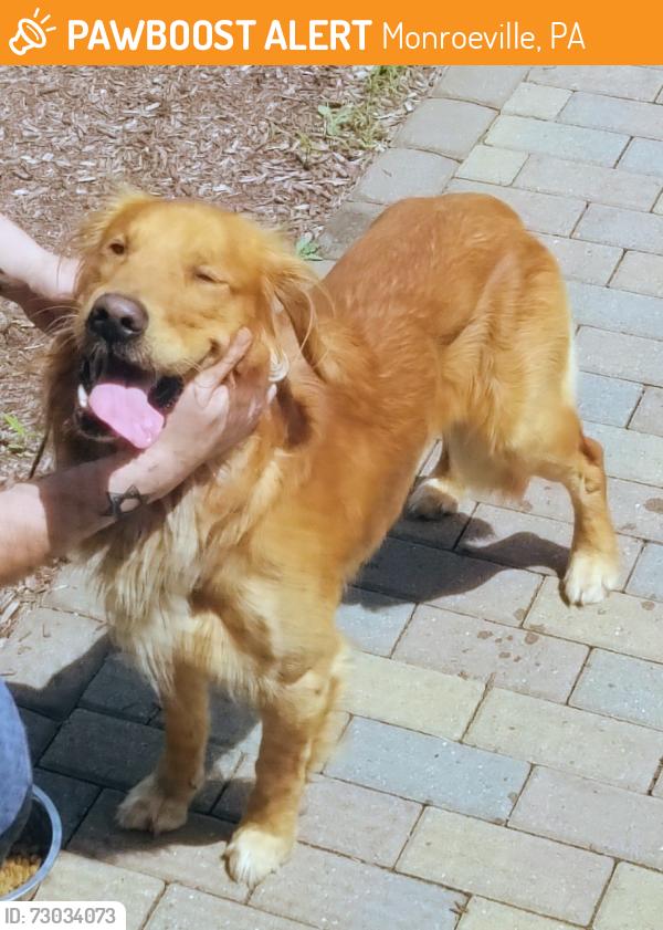 Found/Stray Male Dog last seen Monroeville Blvd, Monroeville, PA 15146