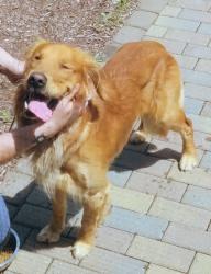 Found/Stray Male Dog last seen Monroeville Blvd, Monroeville, PA 15146