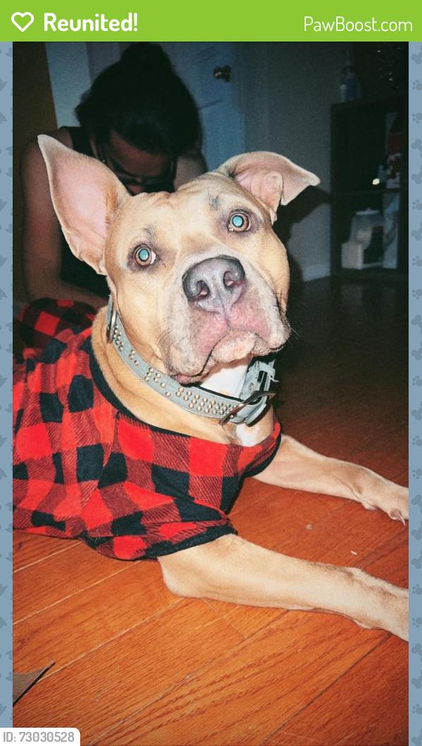 Reunited Female Dog last seen Nathan Ave, Manchester NJ , Manchester Township, NJ 08759
