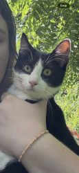 Found/Stray Female Cat last seen Behind Littlebrook apmts, Fairfield, OH 45014