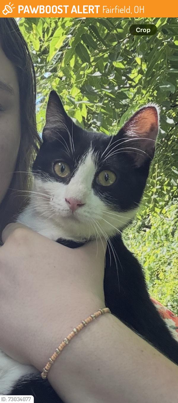 Found/Stray Female Cat last seen Behind Littlebrook apmts, Fairfield, OH 45014