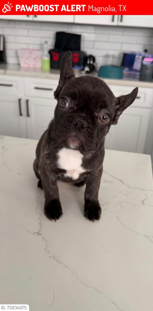 Lost Female Dog last seen Wild iris dr, Magnolia, TX 77354