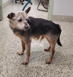 Shelter Stray Male Dog last seen Near BLOCK CAROL ST, DETROIT, MI 48235, 7401 Chrysler Dr, Detroit, MI 48211, USA