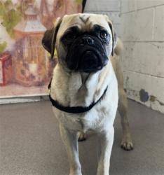 Shelter Stray Male Dog last seen ATHOL X JUNIPER., 333 Chandler Pl, San Bernardino, CA 92408, USA