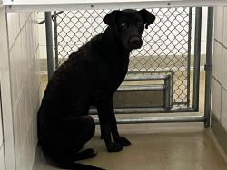 Shelter Stray Female Dog last seen Near BLOCK COUNTRYSIDE GRV, FOUNTAIN, CO, 610 Abbot Ln, Colorado Springs, CO 80905, USA
