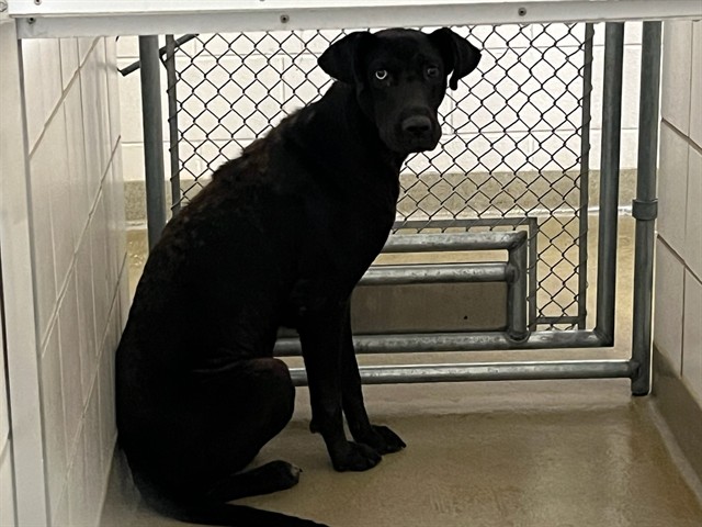 Shelter Stray Female Dog last seen Near BLOCK COUNTRYSIDE GRV, FOUNTAIN, CO, 610 Abbot Ln, Colorado Springs, CO 80905, USA
