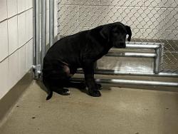 Shelter Stray Male Dog last seen Near BLOCK COUNTRYSIDE GRV, FOUNTAIN, CO, 610 Abbot Ln, Colorado Springs, CO 80905, USA