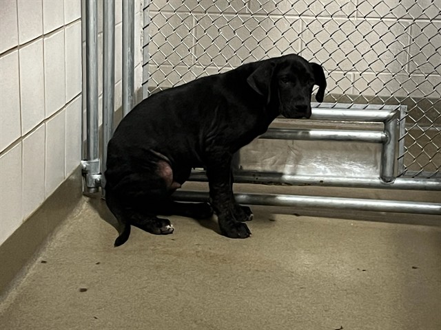 Shelter Stray Male Dog last seen Near BLOCK COUNTRYSIDE GRV, FOUNTAIN, CO, 610 Abbot Ln, Colorado Springs, CO 80905, USA