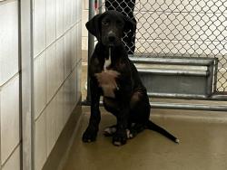 Shelter Stray Male Dog last seen Near BLOCK COUNTRYSIDE GRV, FOUNTAIN, CO, 610 Abbot Ln, Colorado Springs, CO 80905, USA