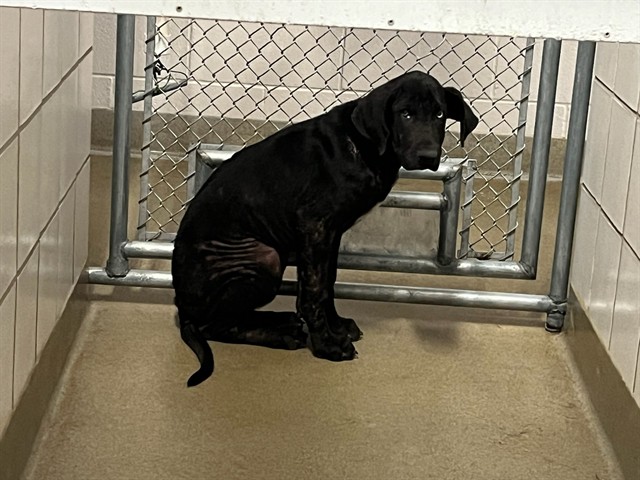Shelter Stray Female Dog last seen Near BLOCK COUNTRYSIDE GRV, FOUNTAIN, CO, 610 Abbot Ln, Colorado Springs, CO 80905, USA