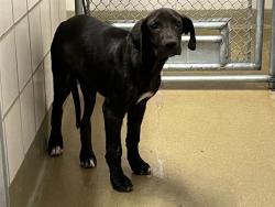 Shelter Stray Female Dog last seen Near BLOCK COUNTRYSIDE GRV, FOUNTAIN, CO, 610 Abbot Ln, Colorado Springs, CO 80905, USA