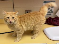 Shelter Stray Male Cat last seen Near BLOCK DEFOE AVE, COLORADO SPRINGS CO 80911, 610 Abbot Ln, Colorado Springs, CO 80905, USA