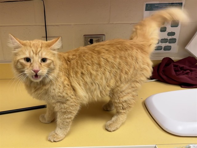 Shelter Stray Male Cat last seen Near BLOCK DEFOE AVE, COLORADO SPRINGS CO 80911, 610 Abbot Ln, Colorado Springs, CO 80905, USA