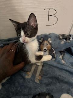 Shelter Stray Male Cat last seen , 4710 TX-151, San Antonio, TX 78227, USA
