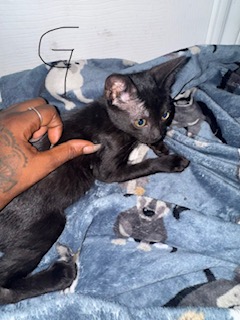 Shelter Stray Female Cat last seen , 4710 TX-151, San Antonio, TX 78227, USA