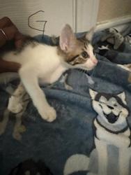Shelter Stray Female Cat last seen , 4710 TX-151, San Antonio, TX 78227, USA
